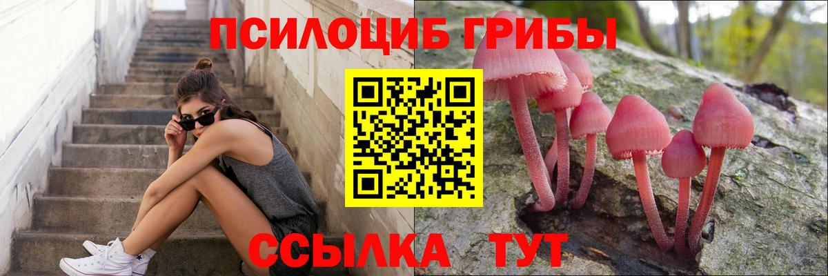 дарнет шоп  Сибай  Псилоцибиновые грибы Psilocybine cubensis  Псилоцибиновые грибы мицелий 